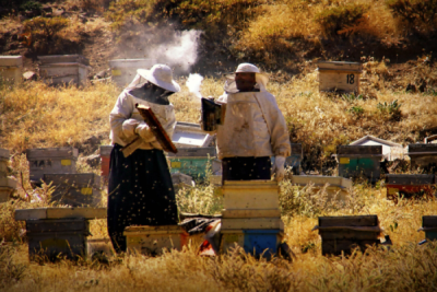 6. TARIM VE İNSAN FOTOĞRAF YARIŞMASI - Sıdıka AKBULUT 