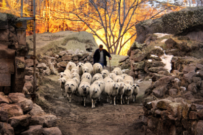 6. TARIM VE İNSAN FOTOĞRAF YARIŞMASI - Sıdıka AKBULUT 