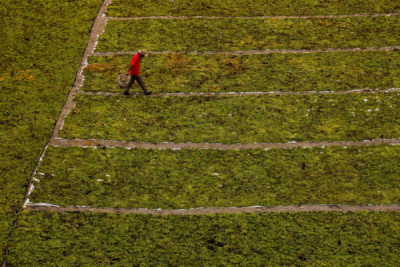 6. TARIM VE İNSAN FOTOĞRAF YARIŞMASI - Ümmü KANDİLCİOĞLU