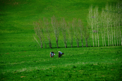 6. TARIM VE İNSAN FOTOĞRAF YARIŞMASI - Üzeyir YALMAN