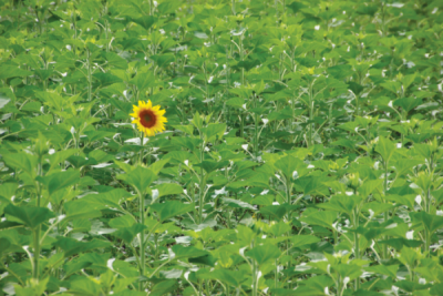 7. TARIM VE İNSAN FOTOĞRAF YARIŞMASI - Hatice TOKER