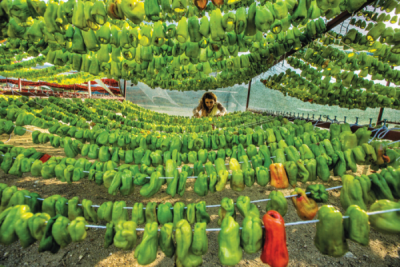 7. TARIM VE İNSAN FOTOĞRAF YARIŞMASI - Hatice AKYOL