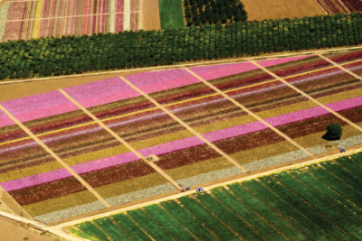 7. TARIM VE İNSAN FOTOĞRAF YARIŞMASI - Ahmet GÜL