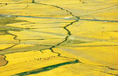 7. TARIM VE İNSAN FOTOĞRAF YARIŞMASI - Alev ÖZCAN