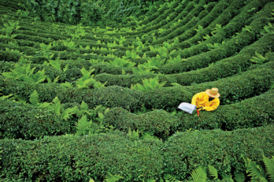 7. TARIM VE İNSAN FOTOĞRAF YARIŞMASI - Behçet ATABEK