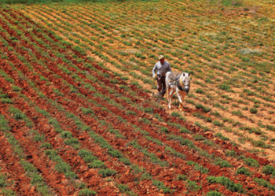 7. TARIM VE İNSAN FOTOĞRAF YARIŞMASI - Berrin KIRCAKLI