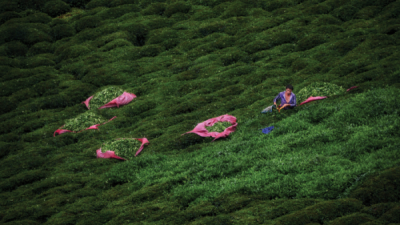 7. TARIM VE İNSAN FOTOĞRAF YARIŞMASI - Erkan KALENDERLİ