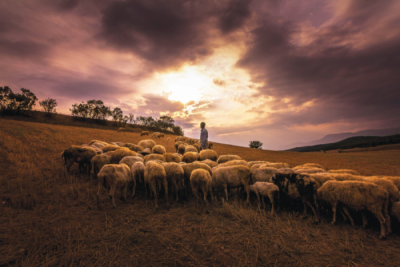 7. TARIM VE İNSAN FOTOĞRAF YARIŞMASI - Muharrem SÖKMEN