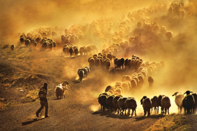 7. TARIM VE İNSAN FOTOĞRAF YARIŞMASI - Musa TALAŞLI