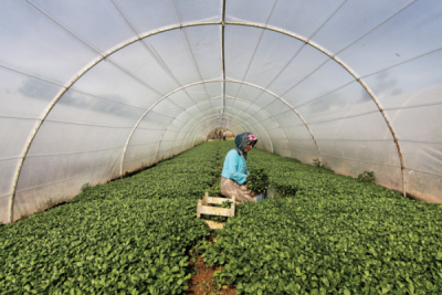 7. TARIM VE İNSAN FOTOĞRAF YARIŞMASI - Mustafa KOCAKOY