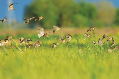 7. TARIM VE İNSAN FOTOĞRAF YARIŞMASI - Özgür KALAY