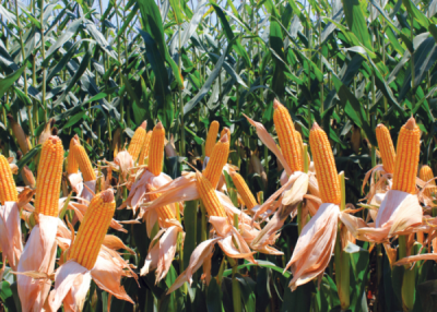 7. TARIM VE İNSAN FOTOĞRAF YARIŞMASI - Şebnem DİNÇ
