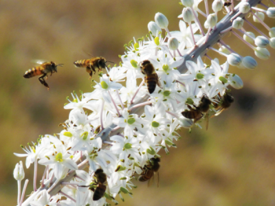 7. TARIM VE İNSAN FOTOĞRAF YARIŞMASI - Tahsin TOPÇU