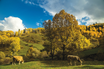 7. TARIM VE İNSAN FOTOĞRAF YARIŞMASI - Turgut AYAR