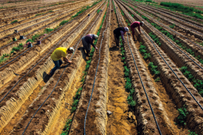 7. TARIM VE İNSAN FOTOĞRAF YARIŞMASI - Volkan KARAGÜLLEOĞLU