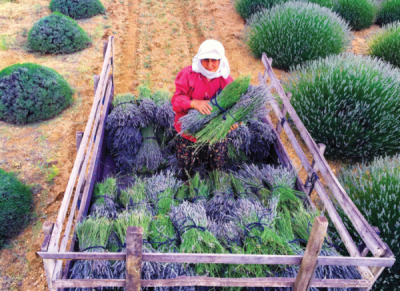 8. TARIM VE İNSAN FOTOĞRAF YARIŞMASI - Hüseyin UYSAL