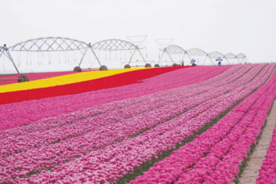 8. TARIM VE İNSAN FOTOĞRAF YARIŞMASI - Fehime ARI