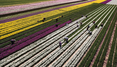8. TARIM VE İNSAN FOTOĞRAF YARIŞMASI - Hakan GÜMÜŞ