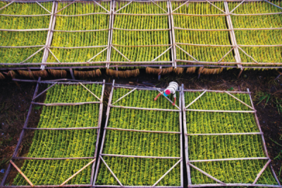 8. TARIM VE İNSAN FOTOĞRAF YARIŞMASI - Ali Mermer TAŞ