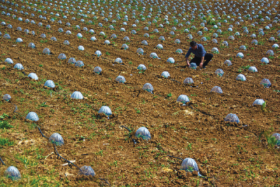 8. TARIM VE İNSAN FOTOĞRAF YARIŞMASI - İlhan KILINÇ