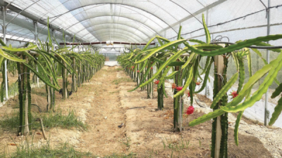 9. TARIM VE İNSAN FOTOĞRAF YARIŞMASI - Meryem KÖSE