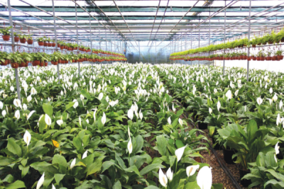 9. TARIM VE İNSAN FOTOĞRAF YARIŞMASI - Ayşe ERSOY