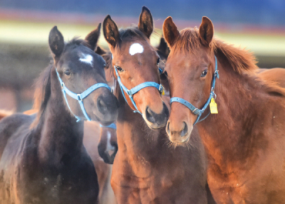 9. TARIM VE İNSAN FOTOĞRAF YARIŞMASI - Kadir Çivici