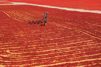 9. TARIM VE İNSAN FOTOĞRAF YARIŞMASI - Mehmet ASLAN