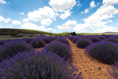 9. TARIM VE İNSAN FOTOĞRAF YARIŞMASI - Mustafa GÜMÜŞ