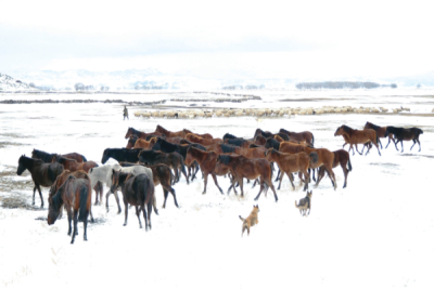 9. TARIM VE İNSAN FOTOĞRAF YARIŞMASI - Nuri ÇORBACIOĞLU