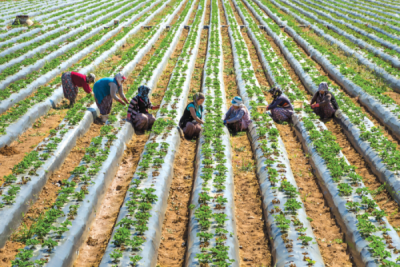 9. TARIM VE İNSAN FOTOĞRAF YARIŞMASI - Oğuz Miraç SÖNMEZ