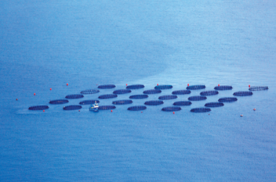 9. TARIM VE İNSAN FOTOĞRAF YARIŞMASI - Ömer ŞAHİN