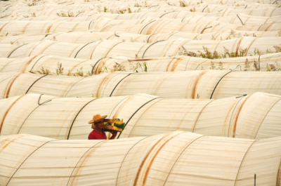 9. TARIM VE İNSAN FOTOĞRAF YARIŞMASI - Cavit YILMAZ