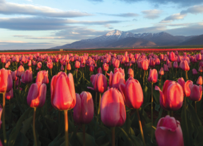 9. TARIM VE İNSAN FOTOĞRAF YARIŞMASI - Durmuş CEYLAN