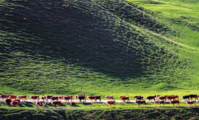 9. TARIM VE İNSAN FOTOĞRAF YARIŞMASI - Gülseren SARIGÜL