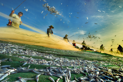 15. TARIM ORMAN VE İNSAN FOTOĞRAF YARIŞMASI - Tuy Tran Van