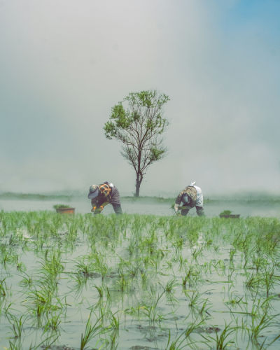 15. TARIM ORMAN VE İNSAN FOTOĞRAF YARIŞMASI - Ali NASROLLAHIAN