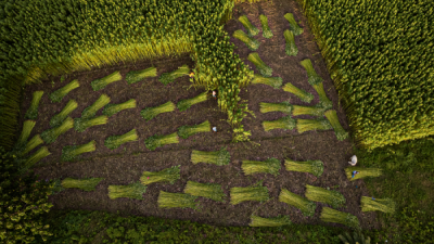 15. TARIM ORMAN VE İNSAN FOTOĞRAF YARIŞMASI - Debanjan DAS