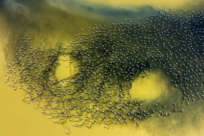 15. TARIM ORMAN VE İNSAN FOTOĞRAF YARIŞMASI - Ekrem ŞAHİN