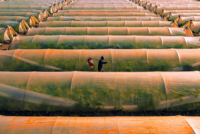 15. TARIM ORMAN VE İNSAN FOTOĞRAF YARIŞMASI - Gültekin KAYALAR