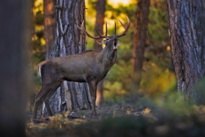 15. TARIM ORMAN VE İNSAN FOTOĞRAF YARIŞMASI - İdris ÖLMEZ