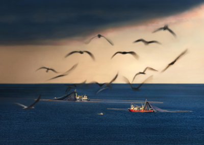 15. TARIM ORMAN VE İNSAN FOTOĞRAF YARIŞMASI - Mehmet ÖZDEMİR