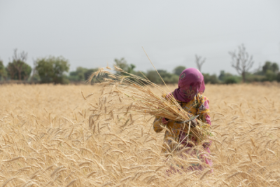 15. TARIM ORMAN VE İNSAN FOTOĞRAF YARIŞMASI - Muhammet CEYLAN