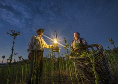 15. TARIM ORMAN VE İNSAN FOTOĞRAF YARIŞMASI - Seçkin YENİCİ