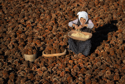 15. TARIM ORMAN VE İNSAN FOTOĞRAF YARIŞMASI - Ali Osman AKTÜRK