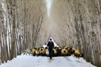 15. TARIM ORMAN VE İNSAN FOTOĞRAF YARIŞMASI - Kemal VURGUN